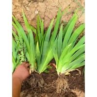 优质地栽蓝鸢尾 花镜花坛花海配植苗木 基地量大自产自销 园林绿化地被栽植 美都花卉 电议
