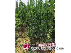 1.5-3米丛生北海道 适应性强 植株健壮 根系完整发达 园林绿化工程绿篱墙 电议价格 美都花卉图1