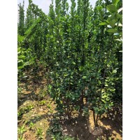 1.5-3米丛生北海道 适应性强 植株健壮 根系完整发达 园林绿化工程绿篱墙 电议价格 美都花卉