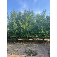 沂蒙垂丝海棠 风景观赏海棠树 城市行道树 种植园林绿化海棠树 电议价格 公园绿化造景树