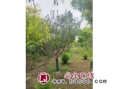 出售假植绚丽海棠12公分68棵 风景绿化行道海棠树 电议价格 苗圃现挖现卖 菏泽朱军苗木图1