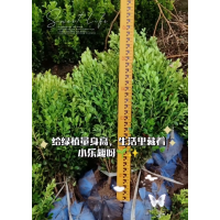 深州卫矛女贞小苗基地，主营卫矛小苗、裸根苗、女贞小苗现货大量 园林绿化绿篱小苗