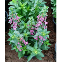 一加仑盆香彩雀 出售小杯苗 景区园林庭院造景种植 花坛花镜花海种植 电议价格 立腾花卉