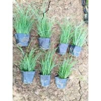 基地出售青绿苔草 道路小区隔离带种植 园林景区护坡绿化工程苗 电议价格 青州花卉 英茂园艺