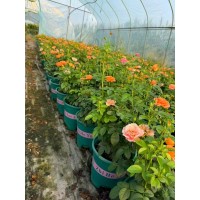 加仑盆月季，花色齐全 花型饱满花色丰富 四季循环开花 庭院阳台盆栽 管理方便 景川园林 电议