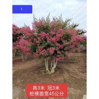 紫薇老桩 别墅花园绿化桩景规格齐全 多花色百日红庭院观赏盆栽景观造型 电议 景川园林