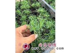 欧石竹 欧石竹小苗 宿根花卉 青州花卉 花海 丰业花卉苗木 园林绿化工程地被植物 电议大量图1