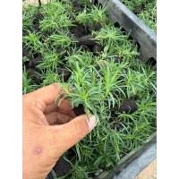 欧石竹 欧石竹小苗 宿根花卉 青州花卉 花海 丰业花卉苗木 园林绿化工程地被植物 电议大量