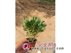 大量出售宿根福禄考 花坛种植 花期长 花朵大 景观装饰植物 颜色多 丰业花卉苗木 电议价格图1