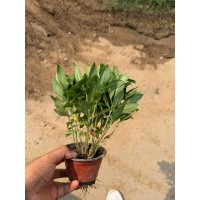 大量出售宿根福禄考 花坛种植 花期长 花朵大 景观装饰植物 颜色多 丰业花卉苗木 电议价格