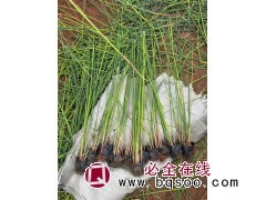花叶水葱培育基地 多年生宿根挺水草本植物 环境适应性较强 电议价格 丰业花卉苗木图1