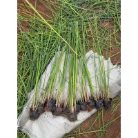花叶水葱培育基地 多年生宿根挺水草本植物 环境适应性较强 电议价格 丰业花卉苗木