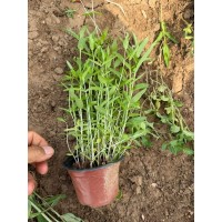 千屈菜 公园湿地绿化用千屈菜 根植健壮 发货及时 电议 地被 花镜材料 丰业花卉苗木