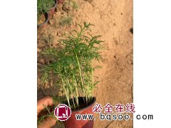 波斯菊 花海打造色系齐全 花坛花带种植观赏花 园林绿化工程用苗 电议 丰业花卉苗木园艺场图1