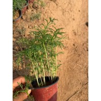 波斯菊 花海打造色系齐全 花坛花带种植观赏花 园林绿化工程用苗 电议 丰业花卉苗木园艺场