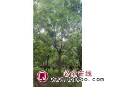 14-20公分精品北栾大量低价处理中,质量如图,随时能挖 电议价格 滨州顺鑫园林图1