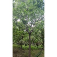 14-20公分精品北栾大量低价处理中，质量如图，随时能挖 电议价格 滨州顺鑫园林