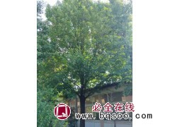 35公分,36公分精品白蜡,2.3米分支点,两棵 精品大规格白蜡树 电议价格 森轩苗木图1