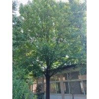35公分，36公分精品白蜡，2.3米分支点，两棵 精品大规格白蜡树 电议价格 森轩苗木