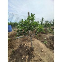 3-8公分 小规格柿子树  柿子树容器苗 庭院点缀树 乡村绿化树 山东柿子树苗大量供应 电议