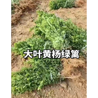 供应山东招远优质大叶黄杨苗，大叶黄杨绿篱苗，大叶黄杨毛球，大叶黄杨球 电议价格 现货装车