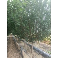 8-12公分红梅出售 鲜艳庭院绿化绿篱公园行道景区造景树种 电议价格 青岛艺洋绿化工程有限公司