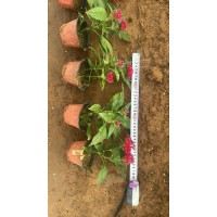 繁星花种植基地 阳台庭院 耐热耐旱 多年生草本 城市绿地栽植草花品种 电议大量 盛泽兴来花卉