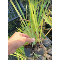 黄菖蒲盆栽 河道公园置景 施工工程工地湿地绿化用 根系发达 绿化植物 电议价格 沐丰宿根花卉