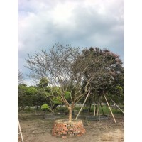 精品优质紫薇树 庭院别墅高端绿植紫薇 树干高树皮平滑 花开鲜艳 电议价格现货装车
