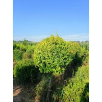 金叶榆球 大量出售1.5-1.5米金叶榆球 地径8-10公分 电议价格 滨州继红园林 城市绿化造型树