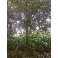 国槐 出售18-20国槐量大 湿地绿化全冠国槐 露地环境栽培 街道绿化行道树 电议价格