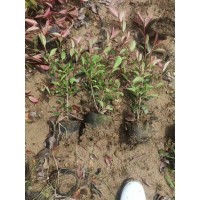 精品石楠苗，高度50，冠幅20至30公分 市政道路 工程绿化 根系发达苗粗壮 电议价格大量