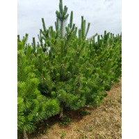黑松 2米5至3米精品小黑松 别墅庭院景观造景带土球成品树 电议价格 规格齐全 形态优美