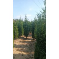 蜀桧 1.2-2.5米高精品蜀桧 树冠呈塔形 四季常青 道路绿化带丛植或孤植 电议价格现货