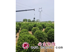 山东招远重一苗木基地大叶黄杨球和小苗，冬青球，冬青小苗全有 园林绿化绿篱球图1