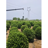 山东招远重一苗木基地大叶黄杨球和小苗，冬青球，冬青小苗全有 园林绿化绿篱球