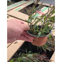 千鸟花 花坛花境花海植物 紫叶山桃草 杯苗 夏季草花 草坪点缀 盆栽地栽 青州草花 电议价格