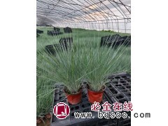 铺地毛冠草别名蜜糖草 量大基地种植杯苗花坛花镜栽植景区路边点缀 电议价格 润景花卉图1