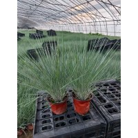 铺地毛冠草别名蜜糖草 量大基地种植杯苗花坛花镜栽植景区路边点缀 电议价格 润景花卉