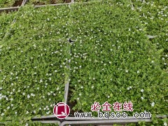 半边莲 盆栽地栽花坛花镜庭院别墅公园造景 适应性较强 绿地丛植点缀 电议价格 青州润景花卉图1