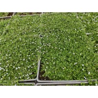 半边莲 盆栽地栽花坛花镜庭院别墅公园造景 适应性较强 绿地丛植点缀 电议价格 青州润景花卉