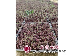 红景天穴盘苗 观赏花卉 花坛花镜造景色块苗 供货稳定 润景花卉 电议价格 地面覆盖率高图1