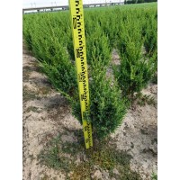 0.3-3米高塔桧 规格齐全 电议价格 望都塔桧二百亩基地直营基地，更靠谱，让你更放心的选择