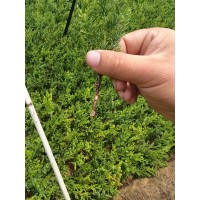 扦插望都塔桧苗 大量现货 树姿优美适应性强 绿化庭院景观专用 电议价格 耐寒常青 支持基地看货