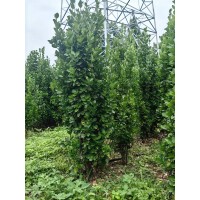 北海道黄杨 多分枝宽冠幅高 1.6-2米 现货大量供应 电议价格 四季常青 景区道路两旁种植 易栽培