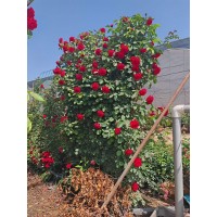 藤本月季基地批发 庭院花墙打造 植株长势好 花色多样 花期长 电议价格 南阳月季基地