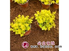 金叶过路黄盆栽苗 青州瑞明花卉苗木 彩叶地被植物金叶过路黄盆栽地栽苗 园林色块隔离带绿化工程苗 电议价格图1