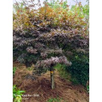 嫁接红枫 规格齐全园林行道别墅小区绿化工程苗木 树姿美观 庭院观赏树 电议价格现货
