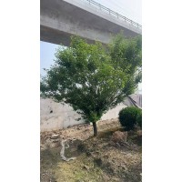红梅 无惧寒冬 冬季绽放别样红 品质优良 市政道路工程绿化 自有基地 现货充足 电议价格