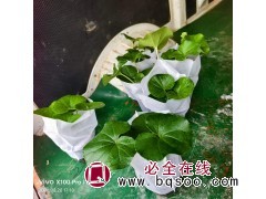 大吴风草苗 耐阴植物 园林绿化工程 水生植物草花地被 多年生 根茎粗壮适应力强 电议 宏胜花卉图1